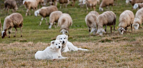 Abruzzese-Sheepdog