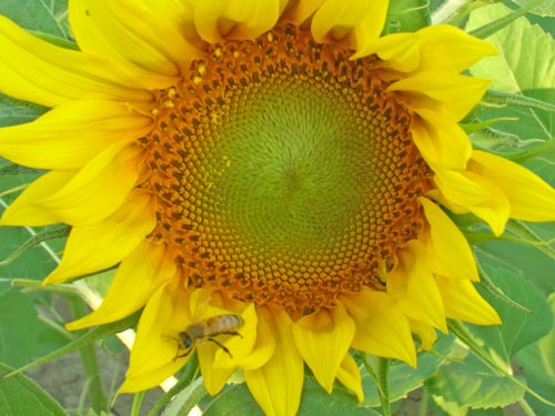 bee-pollinated- sunflower